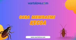 Cara Membasmi Kecoa