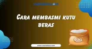 Cara membasmi kutu beras