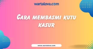 cara membasmi kutu kasur