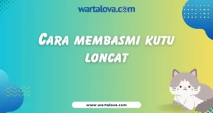 Cara Membasmi Kutu Loncat