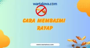 Cara Membasmi Rayap