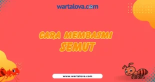 cara membasmi semut
