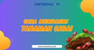 Memusnahkan Semut di Tanaman Cabe