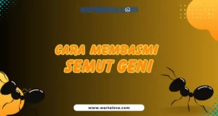 ara Membasmi Semut Geni