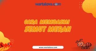 Cara membasmi semut merah