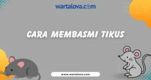 cara membasmi tikus