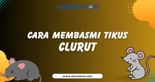 Cara Membasmi Tikus Curut