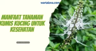 Manfaat Tanaman Kumis Kucing Untuk Kesehatan