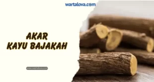 Yuk Mengulas Manfaat dan Khasiat Kayu Bajakah Untuk Kesehatan
